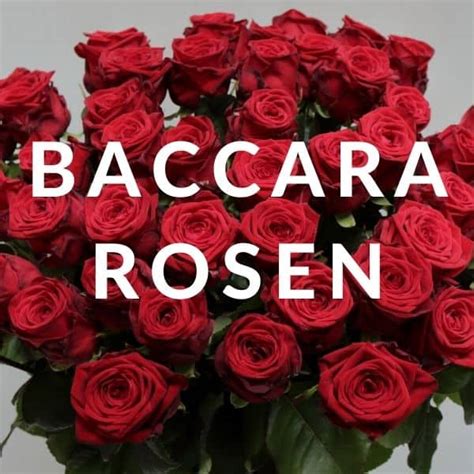 baccara rosen